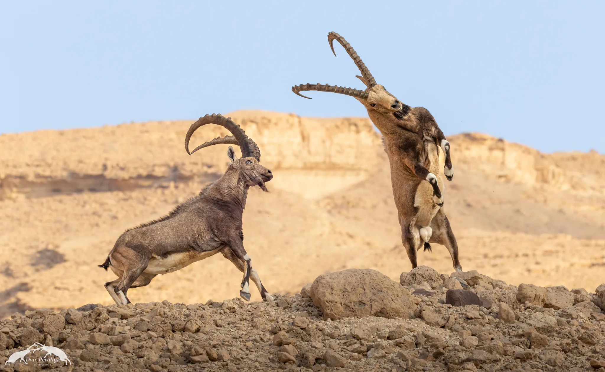 A Nubian Ibex standing on a cliff